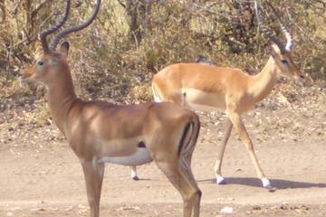 4-Day Private Tour to Samburu Shaba And Kenya Mountain Lodge from Nairobi