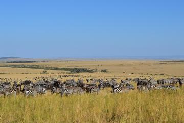 6-Night Masai Mara National Reserve Tour: Nakuru National Parks, Amboseli and Tsavo from Nairobi