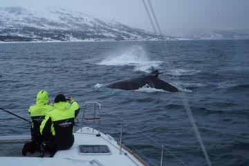 Whale Watching on a Catamaran from Tromso