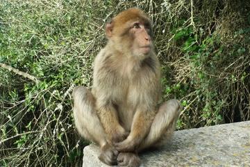 Private Half-Day Tour to Gibraltar from Marbella or Malaga
