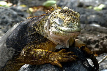 8-Days Galapagos Islands Highlights Tour
