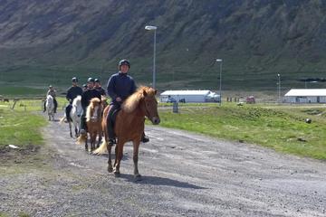 The Experience Small group Horse Tour