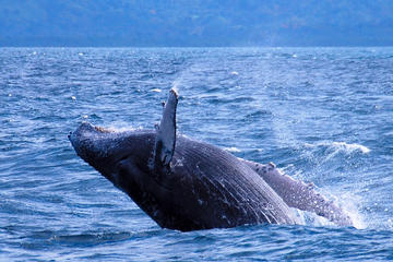 Samana Whale Watching from Punta Cana
