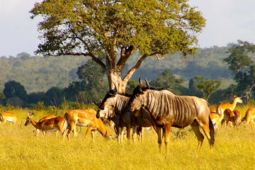 Full Day Safari Tour of Ngorongoro Crater
