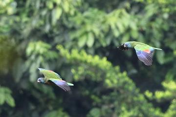 Rain forest and Bird watching