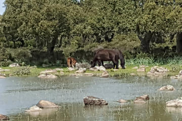 Barumini and Giara Park