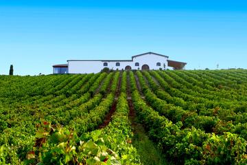 Cagliari: Full Day Wine Experience Private Tour with Lunch