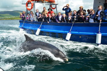 Dingle Dolphin Boat tour