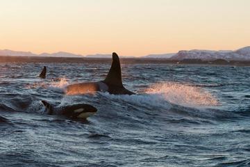 Winter Orca and Whale Safari in Lofoten