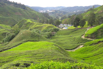 Full Day Cameron Highlands Tour