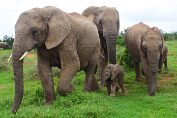 Kuala Gandah Elephant Sanctuary Tour from Kuala Lumpur