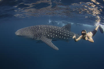 Ningaloo Reef Whale Shark Snorkeling Adventure from Exmouth