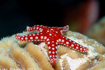 1 Day Snorkeling Marsa Alam