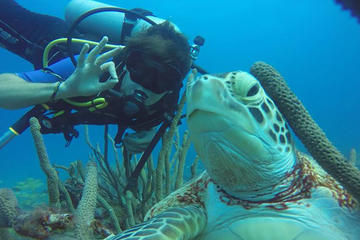 Oranjestad Shore Excursions : Pedal Kayak to Mmikes Reef