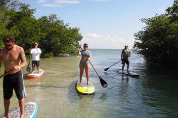 Day Trip Key West Mangrove Ecosystem Paddleboard Tour near Key West, Florida 