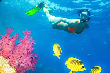 Best Snorkeling in Phuket - Koh Rok & Koh Haa full day - Coral still lives !