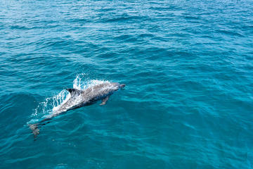 Half-Day Maithon Island Trip Including Dolphin Spotting by Catamaran from Phuket