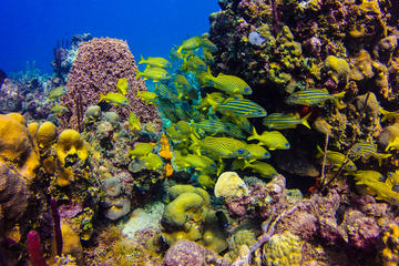 Full-Day Catalina Island Scuba Diving Tour from Punta Cana