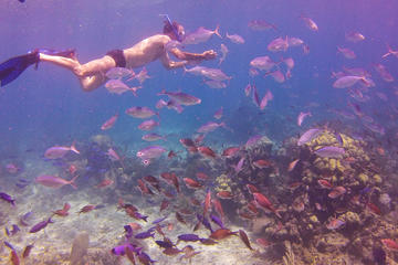 Full-Day Catalina Island Snorkeling Tour from Bavaro