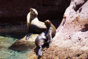 Espiritu Santo Island Tour: Day trip to La Paz