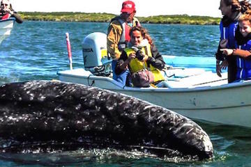 Gray Whale-Watching 2-Day Experience in Magdalena Bay
