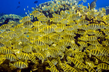 Scuba Diving
