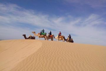 3-hour Dromedary Ride in Essaouira