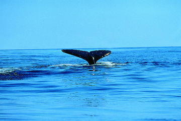 Whale Watching Kayak Tour from Batemans Bay