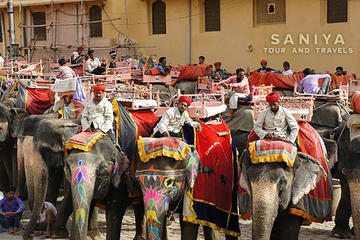 Jaipur City Tour of Amber Fort Sunrise To  Sunset