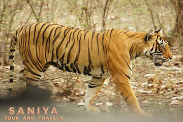 Rajasthan Wildlife Safari Tour With  Taj Mahal