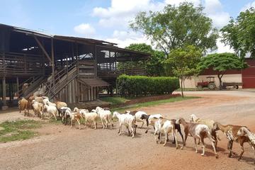Full-Day Johor Bahru Countryside and Farm Tour from Singapore