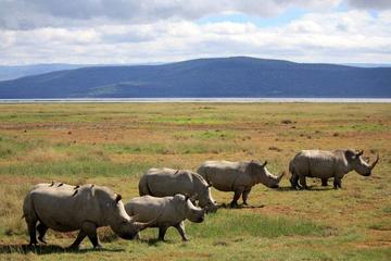 3-day Safari: Masai Mara