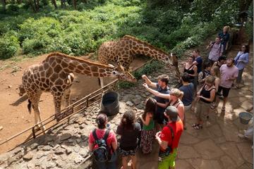 Half-Day David Sheldrick Elephant Orphanage, Giraffe Center, and Karen Blixen Museum Tour from Nairobi