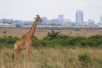 Nairobi National Park, David Sheldrick Elephant Orphanage, Giraffe Center and Karen Blixen Museum Day Tour in Nairobi