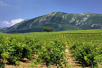 Private Arrabida Setubal and Azeitao Day Tour