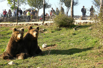 Wolf and bear trail