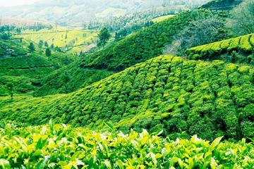 3-Day Munnar Tour from Madurai