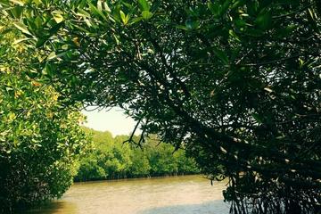 Day Tour to Pichavaram Mangrove Forest and Thillai Nataraja Temple in Chidambaram from Pondicherry