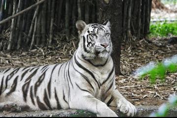 Private Day Tour of Arignar Anna Zoological Park from Chennai