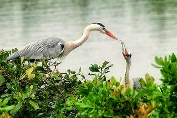 Visit to Vedanthangal Bird Sanctuary from Chennai