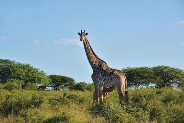 12-Day Highlights of the Cape and KwaZulu Natal Tour from Cape Town