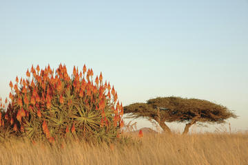 15-Day KwaZulu-Natal and Garden Route Tour from Durban