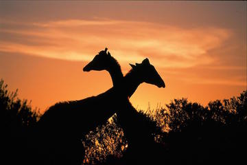 3-Day Kruger Experience Tour from Johannesburg
