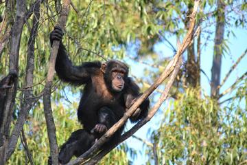 Chimpanzee Eden and Botanical Gardens Private Tour from Hazyview