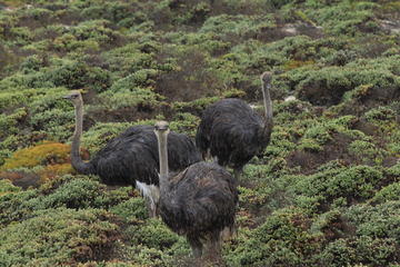Classic Garden Route 4-Day Tour from Cape Town