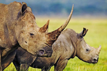 Full-Day Hluhluwe Game Reserve Tour from Durban