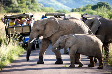 Pilanesberg Game Reserve Private Day Tour from Johannesburg