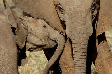 Private Addo Elephant National Park Day Tour from Port Elizabeth