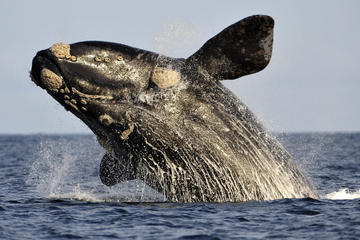 Private Cape Riviera and Whale Watching Tour from Cape Town