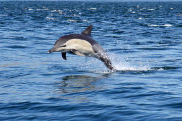 Private Marine Day Tour in Durban